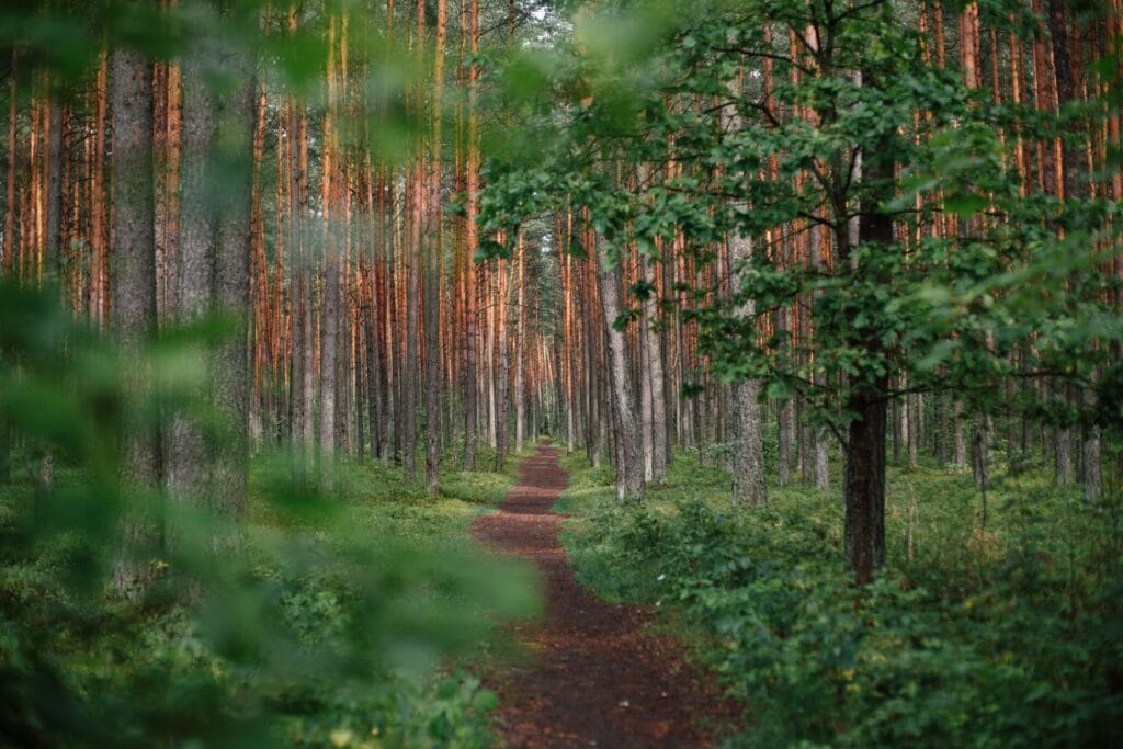 green forest during daytime