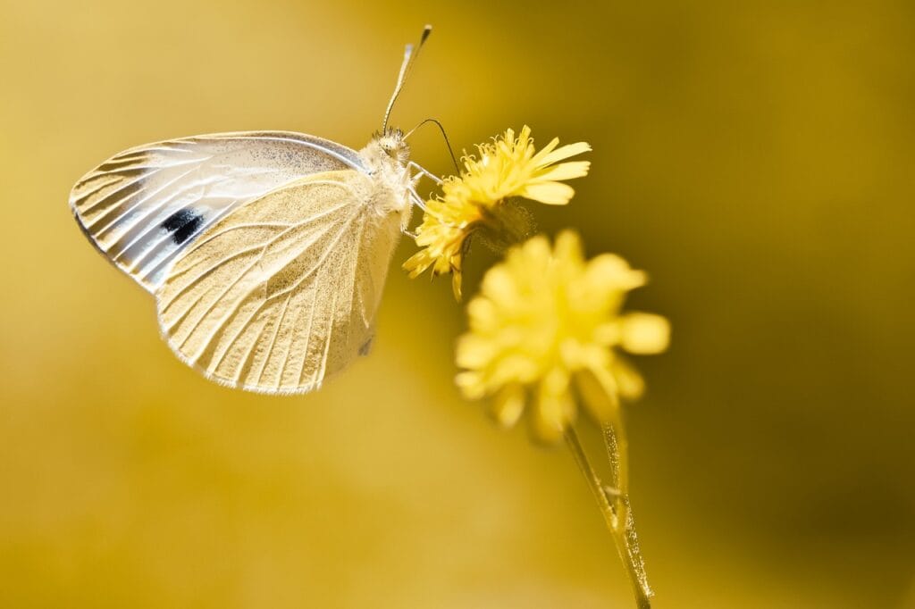 white ling, butterfly, flower-5363370.jpg