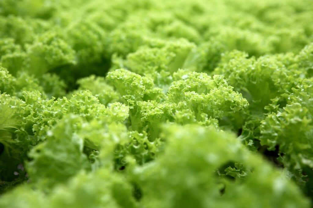 greenery, lettuce, green-604200.jpg